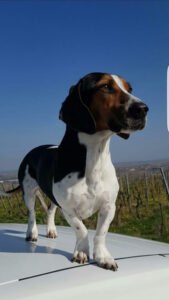 ATN Détection canine de punaises de lit