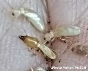 PAMI Martigues Traitement termites bois charpente remontées capillaires champignons lignivores