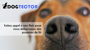 Dogtector – Détection canine des punaises de lit
