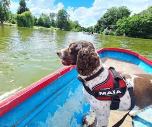 DCR PARIS Détection canine punaises de lit