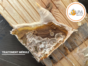 SAPA 35 – Traitement Bois termites
