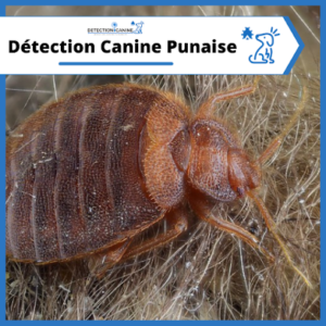 Détection Canine Punaise