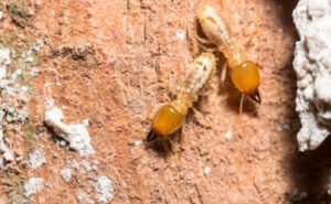 Sapa 17 La Rochelle – Traitement termites et bois
