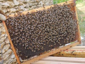 BFD Frelons Guêpes chenilles processionnaires -28 désinsectisation-