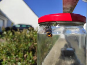 DNF Ouest 44 frelons, guêpes et chenilles St-Jean de Boiseau – La Bernerie – Touaré/Loire