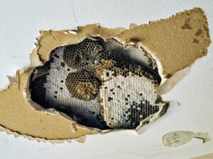DGF 78 – Abeilles Guêpes & Frelons – Chenilles Processionnaires du Pin