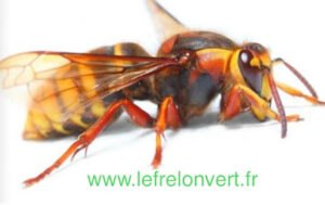 Le Frelon Vert 81 Guêpes-Frelons-Chenilles-Nuisibles