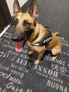 Détection punaise de lit – MK DETECTION CANINE