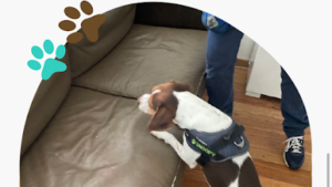 Cyno Bugs – Detection Canine Des Punaises De Lit