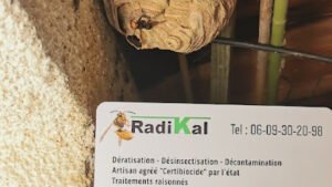Radikal 3D – Désinsectisation, dératisation du littoral Catalan – Extermination de nuisibles – Chenilles processionnaires –