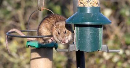 rat mangeoire oiseaux